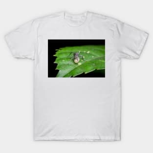 An ant with a brood T-Shirt